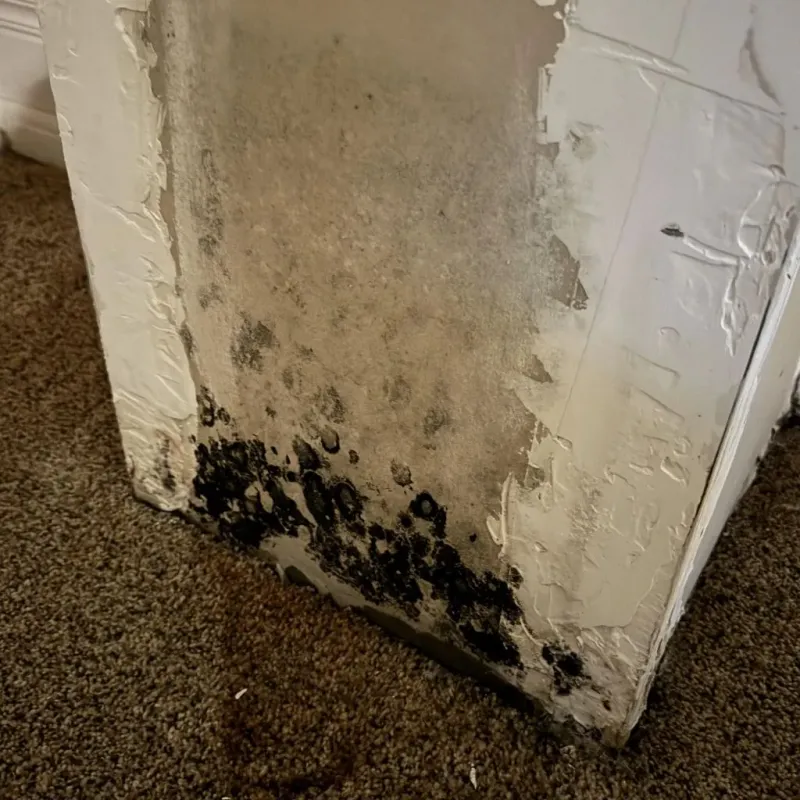 Professional Mold Removal in Statesville, NC